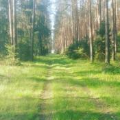 Piękna trasa i las. 